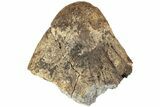 Fossil Triceratops Jugal Bone - Montana #207048-2